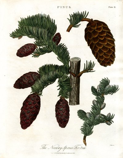 The Norway Spruce Fir-tree by John Pass