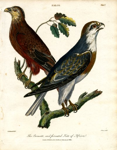 The Parasite and Furcated Kite of Africa by John Pass