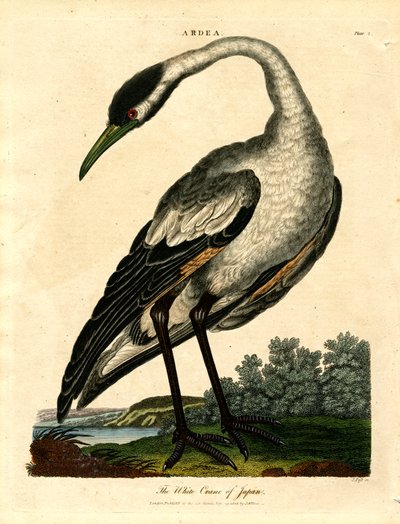 The White Crane of Japan by John Pass