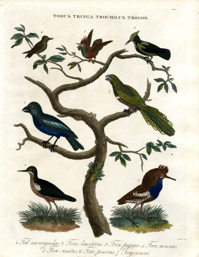 Todus, Tringa, Trochilus and Trogon by John Pass