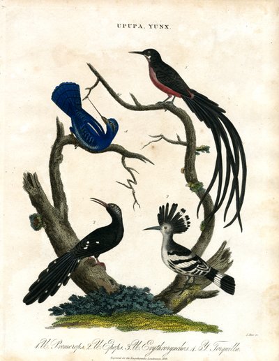 Upupa and Yunx (Hoopoe and Wryneck) by John Pass