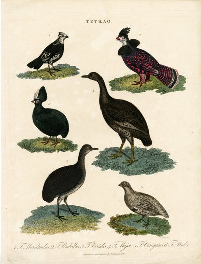 Various Species of Grouse (Tetrao) by John Pass