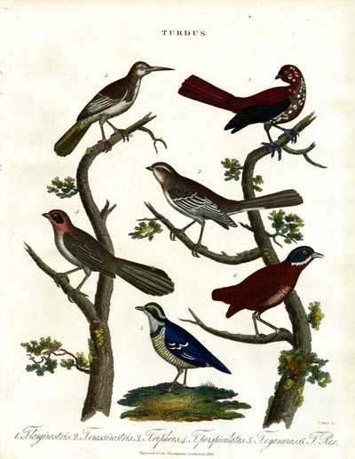 Various Thrush Species by John Pass