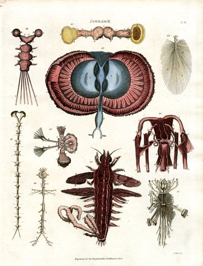Zoology Plate III: Anatomical Illustrations of Various Invertebrate Animals by John Pass