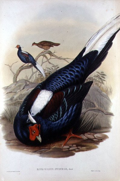 Euplocomus Swinhoii, engraved by Walter & Cohn, London, pub. between 1850-83 by John and Richter Henry Constantine (after) Gould