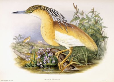 Buphus Comatus, c.1862-3 by John and Richter Henry Constantine Gould