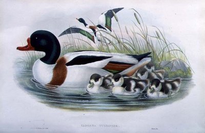 Sheldrake (Tadorna Vulpanser) by John and Richter Henry Constantine (after) Gould