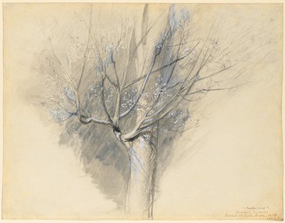 Budding Sycamore by John Ruskin