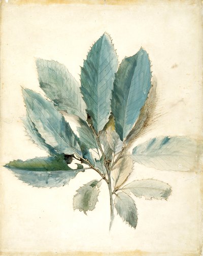 Chestnut Leaves by John Ruskin