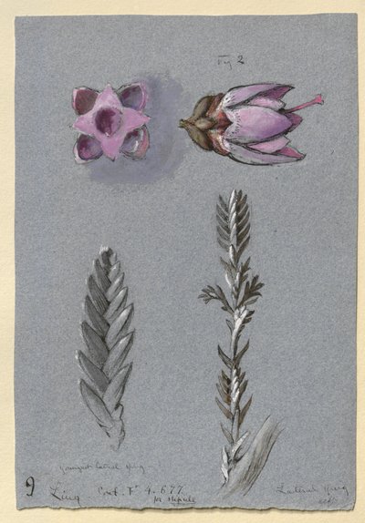 Four Studies of Ling by John Ruskin