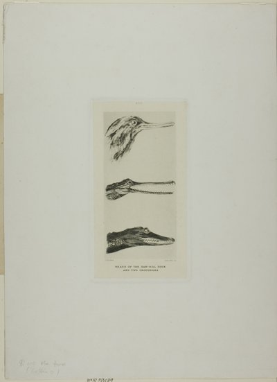 Heads of Saw-Bill Duck and Two Crocodiles by John Ruskin