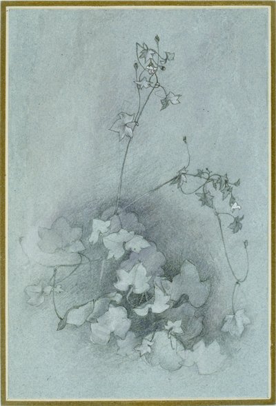 Ivy-Leaved Toadflax 