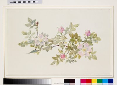 Study of Wild Rose by John Ruskin