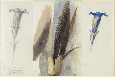 Study of a Feather, Flanked by Two Studies of a Gentian, 1875 by John Ruskin