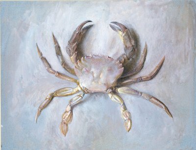Study of a Velvet Crab, probably autumn 1870 by John Ruskin