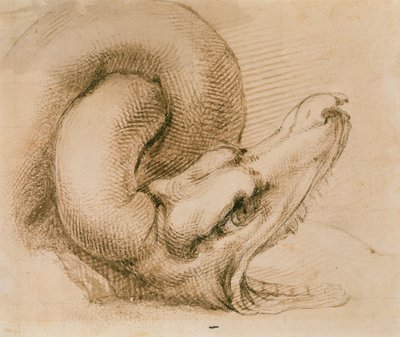 Study of a Dragon