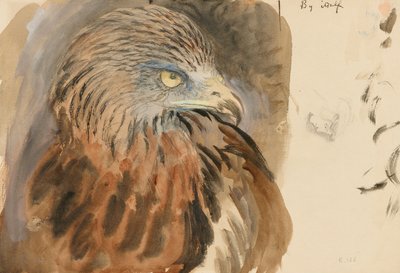 The Head of a Kite, from Life by John Ruskin