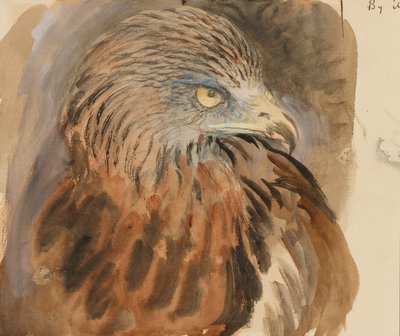 The Head of a Kite, from Life by John Ruskin