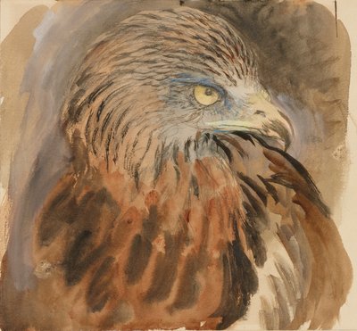 The Head of a Kite, from Life, 30 August - 1 September 1870 by John Ruskin