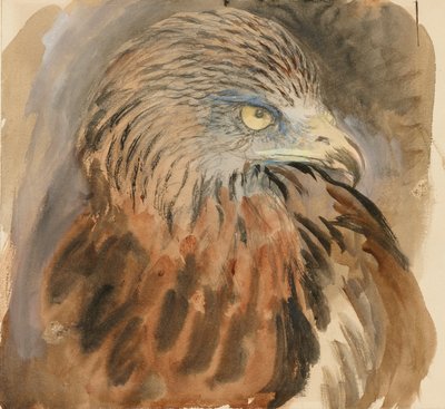 The Head of a Kite, from Life by John Ruskin