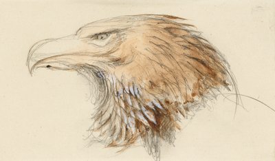The Head of a common Golden Eagle, from Life, 8-11 September 1870 by John Ruskin