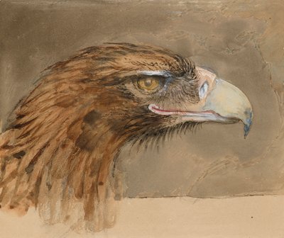 The Head of a common Golden Eagle, from Life, 8-11 September 1870 by John Ruskin