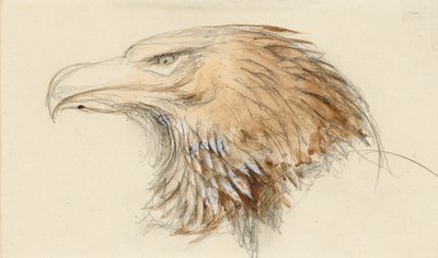 The Head of a Common Golden Eagle, from Life, 8 - 11 September 1870 by John Ruskin