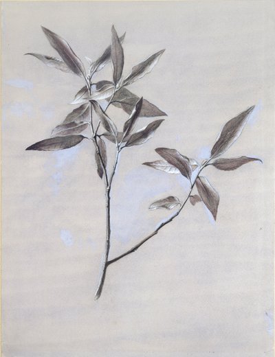 Under-surface of a dried Spray of Olive, after 1878 by John Ruskin