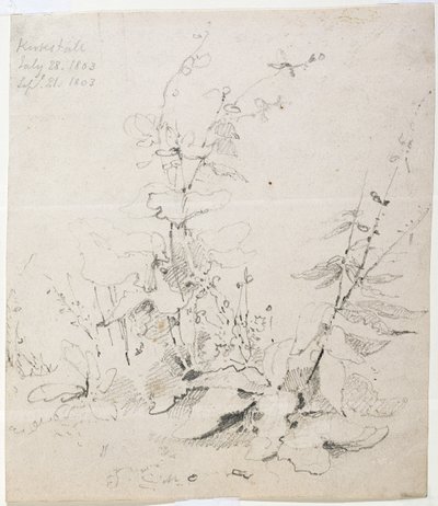 Study of Weeds, Kirkstall by John Sell Cotman