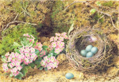 Birds nest and blossom by John Sherrin