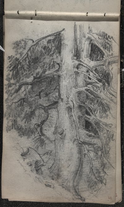 Study of a Tree, 1871-72 by John Singer Sargent