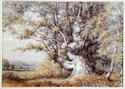 Squirrels in an Ancient Oak Tree by John Skinner Clifton