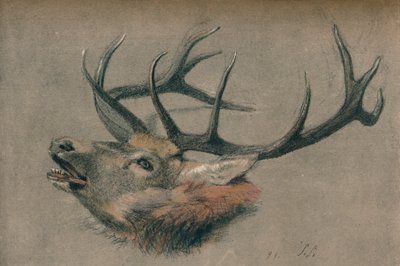 Study of a Stag