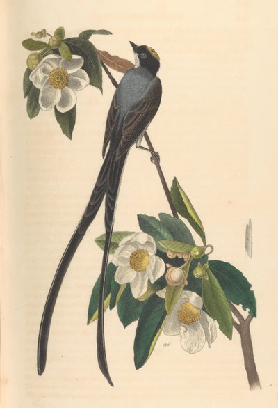 Fork-tailed Flycatcher, Gordonia lasianthus by John T. Bowen