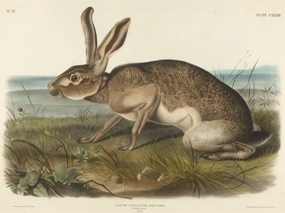 Texian Hare by John T. Bowen