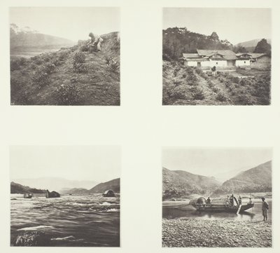 The Tea Plant; Yenping Rapids; A Small Rapid Boat by John Thomson