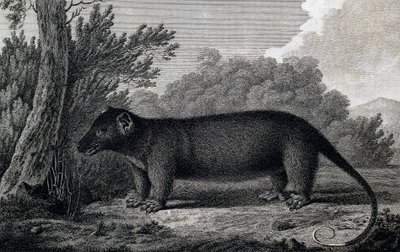 Opossum, Engraving after Drawing by John Webber Made During Third Voyage of James Cook by John Webber