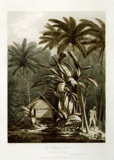 The Plantain Tree in the Island of Cracatoa, from 