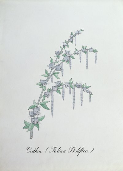 Catkin, Illustration from 