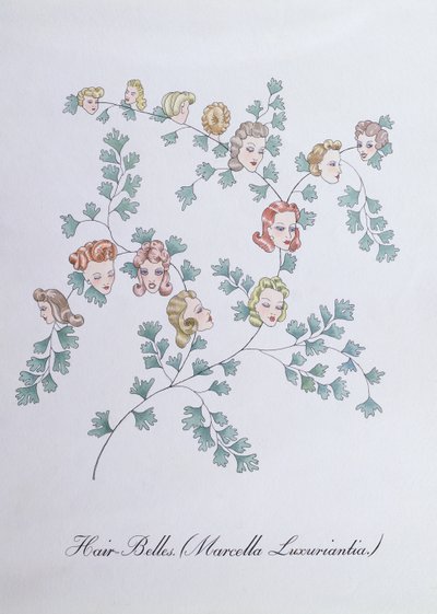 Hair-Belles (Marcella Luxuriantia), Illustration from 