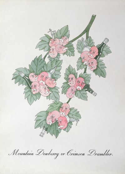 Mountain Dewberry or Crimson Drambler, illustration from 
