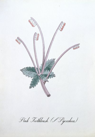 Pink Toothbrush, Illustration from 