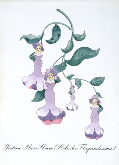 Western Mae-Flower (Robusta Flagrantissima), illustration from 