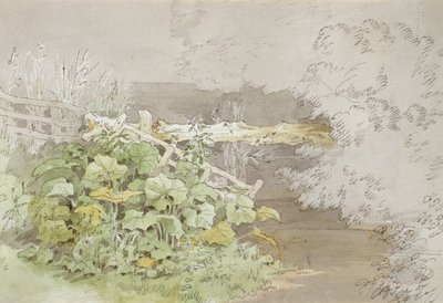 Dock Plants by a Shaded Stream by John White Abbott