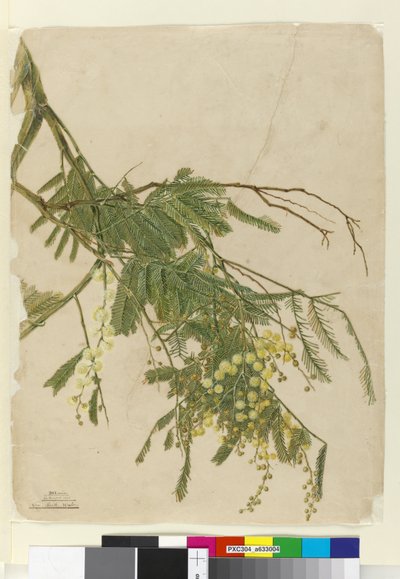 Acacia by John William Lewin