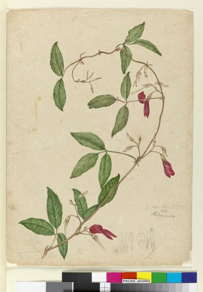 Kennedia rubicunda by John William Lewin