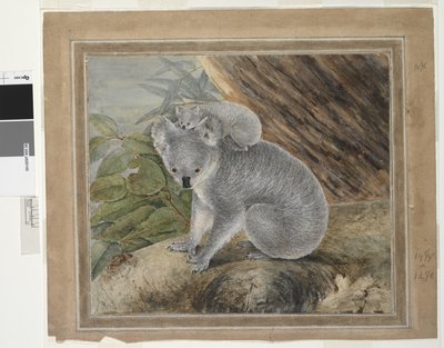 Koala and young, 1803 by John William Lewin