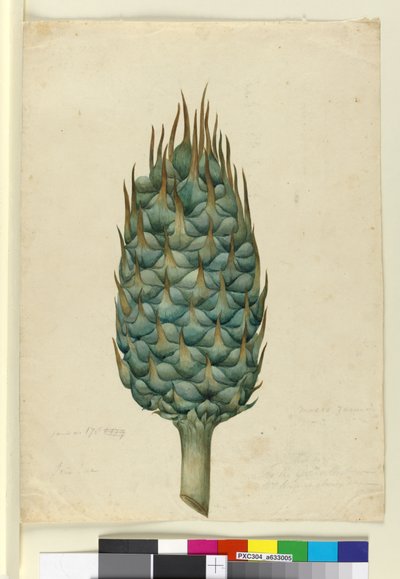 Macrozamia by John William Lewin