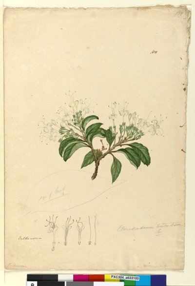 Page 100. Clerodendrum tomentosum by John William Lewin