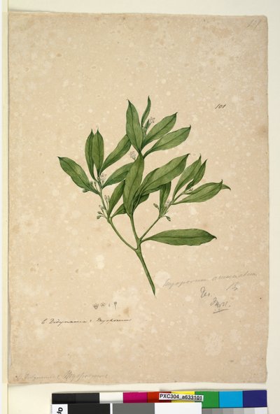 Page 101. Myoporum acuminatum by John William Lewin